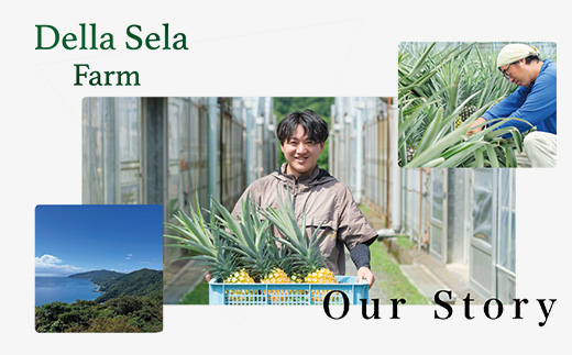 【先行受付】パイナップル/ボゴール種 (約800g×2玉) ≪2026年7月下旬以降順次発送≫  DS-004｜パイン パイナップル パインアップル フルーツ ボゴールパイン スナックパイン 産地直送 旬 送料無料 鹿児島県 南大隅町 株式会社デラセーラ　