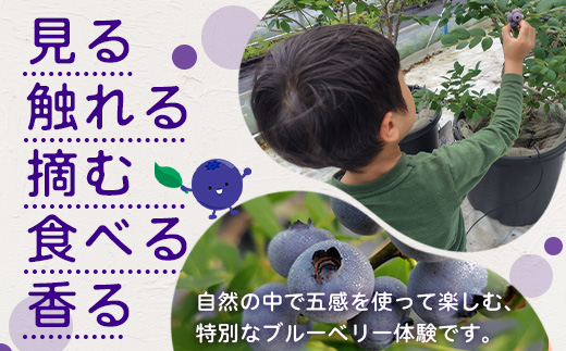 鹿児島県の南国！南大隅町の農園で、ブルーベリー摘み取り体験♪ ブルーベリー摘み取り体験チケット ≪大人2名様分≫ BO-4｜鹿児島県 南大隅町 農園 収穫体験 果物 ブルーベリー チケット 体験 本土最南端