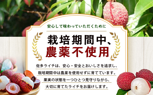 【今が旬！数量限定】本土最南端よりお届け！希少生ライチ（約400g）TE-1｜国産 果物 ライチ らいち 生 枝付き 栽培期間中 無農薬 ぷりぷり ジューシー 産地直送 限定 鹿児島県 南大隅町 有限会社ティエラ