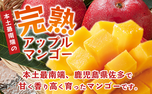 【先行予約】訳あり ☆本土最南端☆佐多の果樹園で育てた 完熟アップルマンゴー1kg (2〜3玉) 家庭用