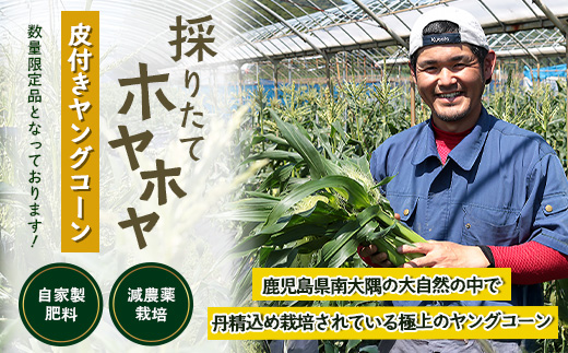 【数量限定】 【2027年5月先行予約】ヒゲまで美味しい！「皮つき ヤングコーン 約30本」 FR-520 ｜2027年 先行予約 限定 レシピ付き ゴールドラッシュ ベビーコーン 朝採れ グリル 天ぷら 味覚 新鮮 産地直送 皮付き 野菜 旬 本土最南端 鹿児島県 南大隅町 株式会社フォレスト