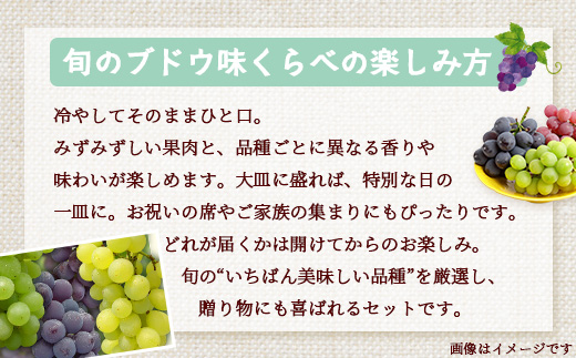 【数量限定！本土最南端ぶどう】旬のブドウ味くらべ２キロ（５～６房）｜ぶどう 葡萄 ブドウ 果物 人気  新鮮 高級 ギフト 鹿児島県 南大隅町 贈答 くだもの  期間限定 数量限定 TE708