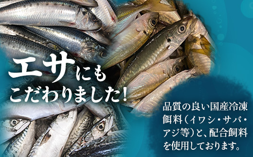 【ねじめ黄金カンパチ】ロイン2本
