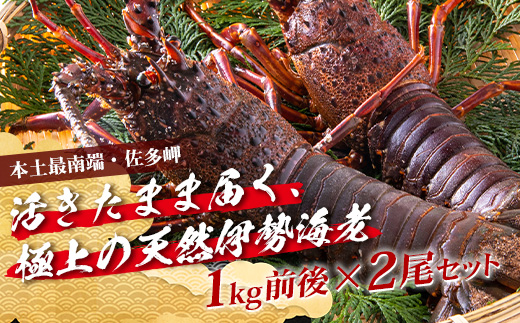 【先行予約】天然 活 伊勢海老 約1kg 2～3尾 ≪2025年11月下旬頃～2025年12月下旬頃順次発送予定≫ ｜国産 えび 活イセエビ 伊勢エビ 常温 