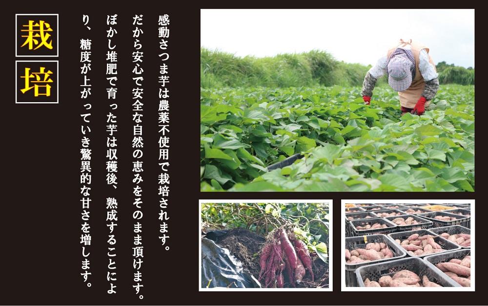 【鹿児島県産】 熟成 紅はるか 3kg (1箱 ) Sサイズ さつまいも