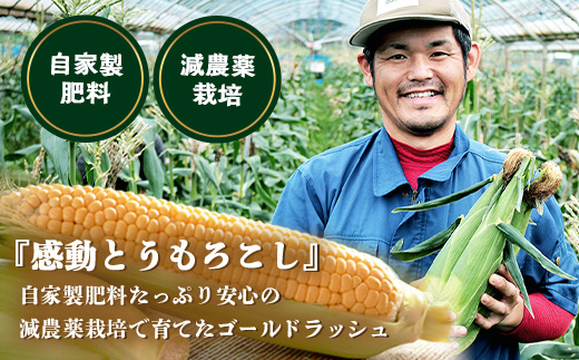 【2026年先行予約】【数量限定】感動とうもろこし ( 約4kg / 10〜13本 ) 鹿児島産 ゴールドラッシュ 