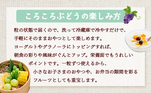 ＜訳あり＞ 本土最南端 ぶどう　ころころぶどうパック 約1.2㎏ ｜訳あり 家庭用 産地直送 旬 ブドウ 葡萄 ぶどう フルーツ 果物 くだもの 　TE707