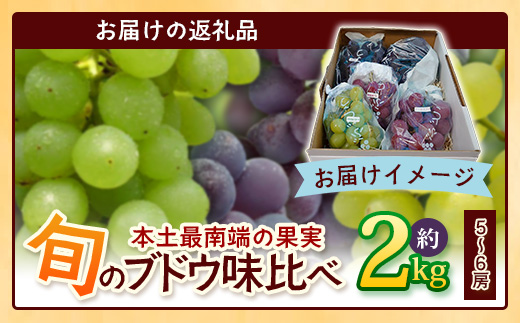 【数量限定！本土最南端ぶどう】旬のブドウ味くらべ２キロ（５～６房）｜ぶどう 葡萄 ブドウ 果物 人気  新鮮 高級 ギフト 鹿児島県 南大隅町 贈答 くだもの  期間限定 数量限定 TE708