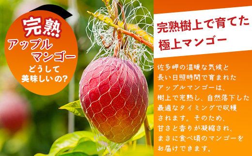 【先行予約】訳あり ☆本土最南端☆佐多の果樹園で育てた 完熟アップルマンゴー1kg (2〜3玉) 家庭用