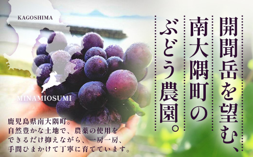 【期間限定・数量限定】本土最南端のぶどう 高墨 約2kg(4～6房）種無し TE-2｜ 黒ぶどう たかすみ 産地直送 旬 ブドウ 葡萄 ぶどう フルーツ 果物 くだもの 果実 巨峰 枝変わり 鹿児島県 南大隅町 有限会社ティエラ　