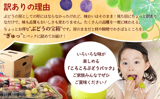 ＜訳あり＞ 本土最南端 ぶどう　ころころぶどうパック 約1.2㎏ ｜訳あり 家庭用 産地直送 旬 ブドウ 葡萄 ぶどう フルーツ 果物 くだもの 　TE707