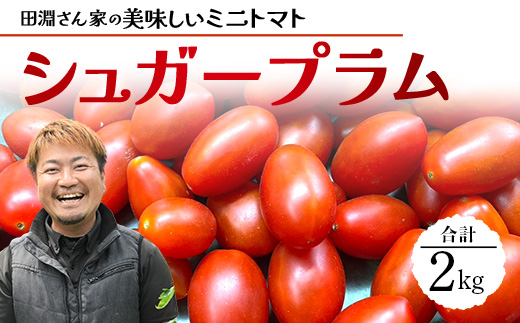 《期間限定》田淵さんちの美味しい ミニトマト シュガープラム（約2kg）GP-2｜鹿児島県 南大隅 産地直送 旬 とまと トマト ミニトマト リコピン 完熟 甘い 高糖度 野菜 やさい 送料無料