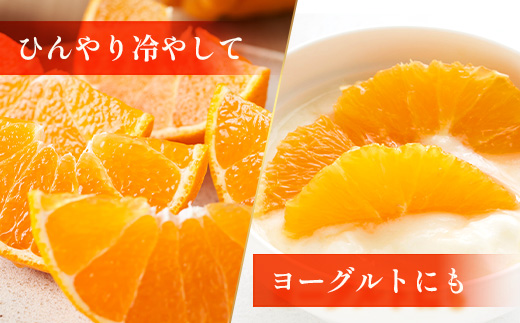 【数量限定・訳あり】しらぬい 約3㎏(10～12玉) MS-1｜不知火 柑橘 みかん ミカン 蜜柑 果物 生果 旬 フルーツ デコポン と同品種 国産 産地直送 家庭用 鹿児島県 南大隅町 