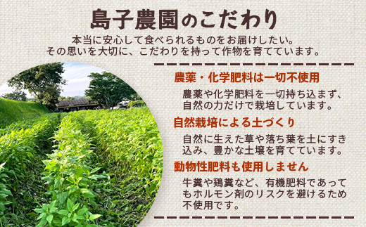 【福袋】白菊芋まるごと満喫３種セット SK-15-fb｜ コーヒー 菊芋 白色菊芋 コーヒー パウダー 菊芋せんべ ノンカフェイン 野菜茶 きくいも お茶 焙煎 ギフト グルメ 鹿児島県 南大隅町 島子農園 福袋