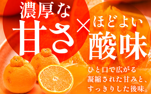 【数量限定・訳あり】しらぬい 約3㎏(10～12玉) MS-1｜不知火 柑橘 みかん ミカン 蜜柑 果物 生果 旬 フルーツ デコポン と同品種 国産 産地直送 家庭用 鹿児島県 南大隅町 