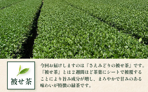 【先行予約】【2026年摘みたて！】新茶 ナナ茶 被せ茶 さえみどり 80g×2パック RS-7｜お茶 茶 茶葉 お茶の葉 ケルセチン 緑茶 日本茶 鹿児島茶 国産 おしゃれ ブレンド茶 シングルオリジン 被覆栽培 鹿児島県 南大隅町 株式会社Re-Shine
