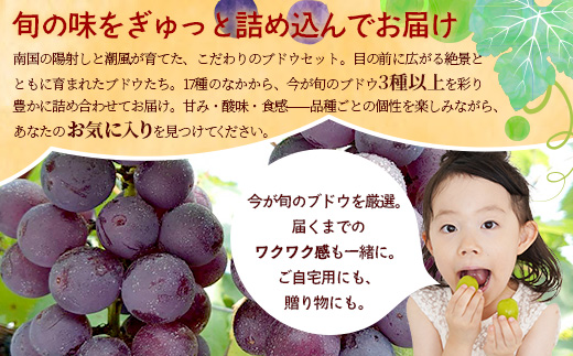 【数量限定！本土最南端ぶどう】旬のブドウ味くらべ２キロ（５～６房）｜ぶどう 葡萄 ブドウ 果物 人気  新鮮 高級 ギフト 鹿児島県 南大隅町 贈答 くだもの  期間限定 数量限定 TE708