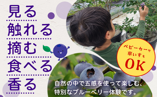 鹿児島県の南国！南大隅町の農園で、ブルーベリー摘み取り体験♪ ブルーベリー摘み取り体験チケット（60分食べ放題） ≪大人1名様分≫ BO-3｜鹿児島県 南大隅町 農園 収穫体験 果物 ブルーベリー チケット 体験 本土最南端