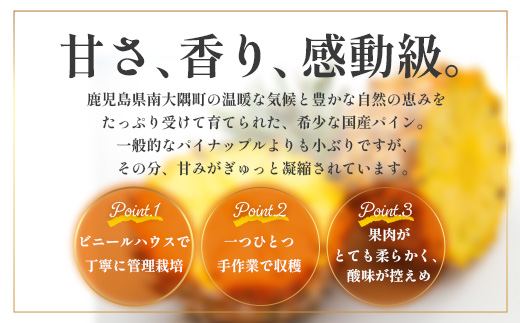 【2027年先行予約・数量限定】パイナップル/ボゴール種 (約800g×4玉) DS-4｜パイン パイナップル パインアップル フルーツ ボゴールパイン スナックパイン 産地直送 旬 送料無料 鹿児島県 南大隅町 株式会社デラセーラ