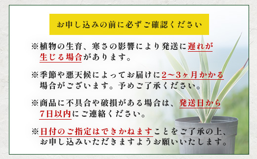 観賞用コーヒー苗木 80cm～100cm アラビカ種 ティピカ DS-2 | 苗木 植物 グリーン 観賞 珈琲豆の木 珈琲 コーヒーの木 観葉植物 鹿児島県 南大隅町 株式会社デラセーラ