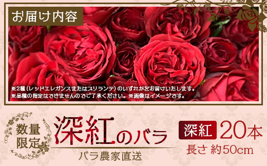 【先行予約】【数量限定・ギフト】ばら農家直送！深紅の薔薇20本お届け│ローズ 新鮮 バラ 花 フラワー 花束 ばら 薔薇 誕生日 記念日 結婚祝い プロポーズ ギフト プレゼント お祝い 贈り物 贈答 鹿児島県 南大隅町 富田バラ園 TB-17