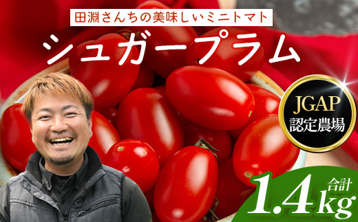 《期間限定》田淵さんちの美味しい ミニトマト シュガープラム（約1,400g）GP-2｜鹿児島県 南大隅 産地直送 旬 とまと トマト ミニトマト リコピン 完熟 甘い 高糖度 野菜 やさい 送料無料
