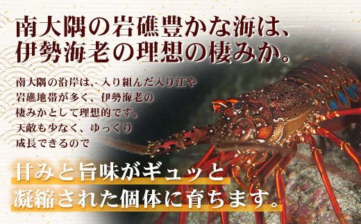 【先行予約】天然 活 伊勢海老 約1kg 2～3尾 ≪2025年11月下旬頃～2025年12月下旬頃順次発送予定≫ ｜国産 えび 活イセエビ 伊勢エビ 常温 