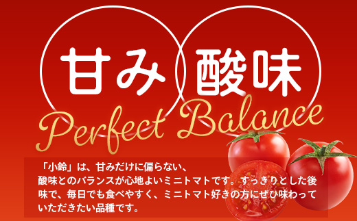 田淵さんちの美味しい ミニトマト 小鈴（約1kg）GP-708｜野菜 トマト ミニトマト 産地直送 新鮮 おいしい お弁当 サラダ 南大隅町 鹿児島県 根占グリーンプラネット