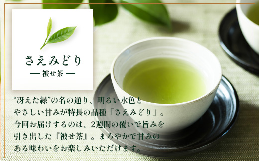 【先行予約】【2026年摘みたて！】ナナ茶 新茶2種セット さえみどり& あさのか（各80g×1P） RS-11｜お茶 茶 茶葉 お茶の葉 被せ茶 玉露仕立て 緑茶 高級緑茶 高級 日本茶 鹿児島茶 国産 おしゃれ ブレンド茶 シングルオリジン 被覆栽培 鹿児島県 南大隅町 株式会社Re-Shine