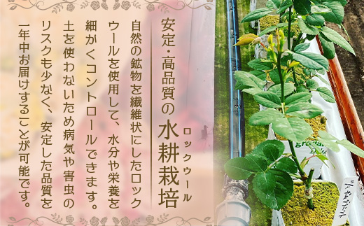 ※先行予約※【数量限定・ギフト】 ばら農家直送！深紅の薔薇20本お届け TB-17│ローズ 新鮮 バラ 花 フラワー 花束 ばら 薔薇 誕生日 記念日 結婚祝い プロポーズ ギフト プレゼント お祝い 贈り物 贈答 鹿児島県 南大隅町 富田バラ園