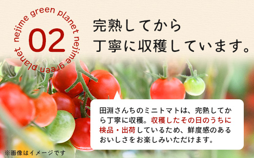 [数量限定]ミニトマト２種食べ比べセット(350g×２種) GP-3｜ミニトマト 野菜 やさい 食品 人気 おすすめ 美味しい 産地直送 小鈴 シュガープラム 食べ比べ セット 鹿児島県 南大隅町 根占グリーンプラネット