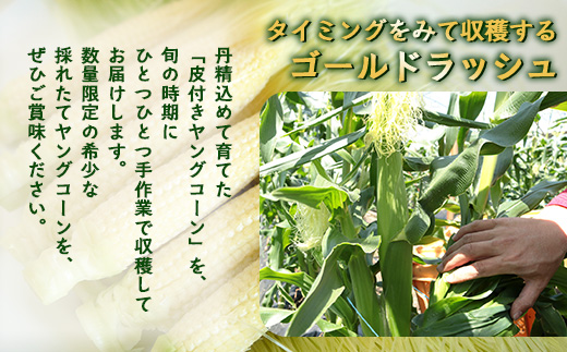 【数量限定】 【2027年5月先行予約】ヒゲまで美味しい！「皮つき ヤングコーン 約30本」 FR-520 ｜2027年 先行予約 限定 レシピ付き ゴールドラッシュ ベビーコーン 朝採れ グリル 天ぷら 味覚 新鮮 産地直送 皮付き 野菜 旬 本土最南端 鹿児島県 南大隅町 株式会社フォレスト