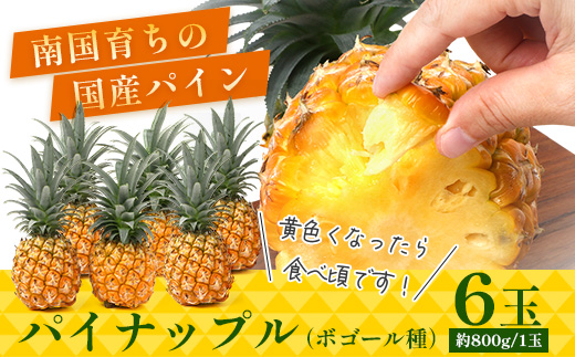 【先行受付】パイナップル/ボゴール種 (約800g×6玉) ≪2026年7月下旬以降順次発送≫  DS-1｜パイン パイナップル パインアップル フルーツ ボゴールパイン スナックパイン 産地直送 旬 送料無料 鹿児島県 南大隅町 株式会社デラセーラ