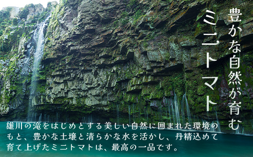 《期間限定》田淵さんちの美味しい ミニトマト シュガープラム（約1kg）GP-1｜鹿児島県 南大隅 産地直送 旬 とまと トマト ミニトマト リコピン 完熟 甘い 高糖度 野菜 やさい 送料無料