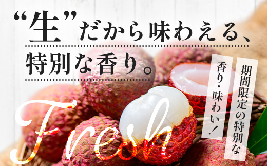 【期間限定・数量限定】 2026年7月より順次発送予定 生でお届け 佐多ライチ 約12粒～20粒 SG-1｜生ライチ 産地直送 新鮮 フレッシュライチ 国産ライチ フルーツ 果物 希少 鹿児島県 本土最南端 しげひさ農園
