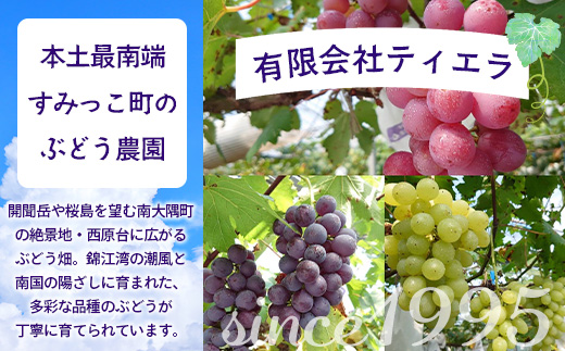 【期間限定!数量限定!】2026年7月下旬発送 旬のブドウ味くらべ約3kg (6～7房) TE710｜産地直送 旬 ブドウ 葡萄 ぶどう フルーツ 果物 くだもの 果実 食べ比べ 鹿児島県 南大隅町 有限会社ティエラ　