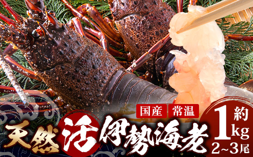 【数量限定・先行予約】天然 活 伊勢海老 約1kg 2～3尾 ≪2025年11月下旬より発送≫AB-501 ｜国産 えび イセエビ 伊勢エビ 常温 産地直送 天然 年末 天然