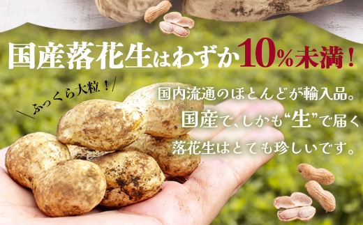 ≪数量限定≫鹿児島県産　食べ応え抜群の大粒落花生「おおまさり」５００g袋×２袋