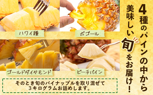 【先行予約・数量限定！】国産パイナップル　約3ｋg（3～5玉）～なか農園おまかせセット～ NK-001｜パイナップル パイン フルーツ 果物 くだもの 先行予約 数量限定 産地直送 新鮮 旬 ハワイ種 ピーチパイン ゴールドダイヤモンド ボゴール なか農園 鹿児島県 南大隅 