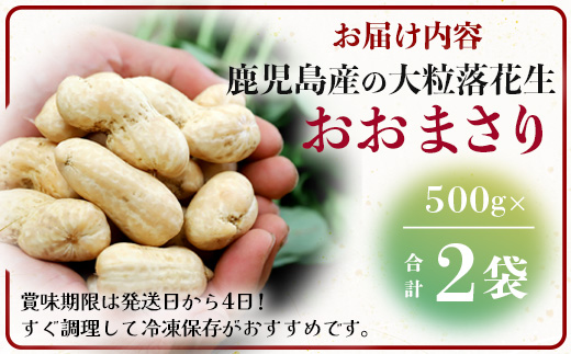≪数量限定≫鹿児島県産　食べ応え抜群の大粒落花生「おおまさり」５００g袋×２袋