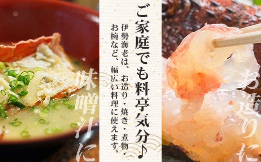 【先行予約】天然 活 伊勢海老 約1kg 2～3尾 ≪2025年11月下旬頃～2025年12月下旬頃順次発送予定≫ ｜国産 えび 活イセエビ 伊勢エビ 常温 
