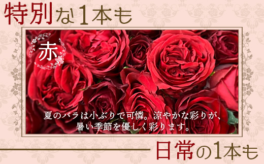 【日付指定必須・ギフト対応可】 夏季限定 ばら農家直送！バラ花束18本以上お届け(赤系) TB-1│ローズ 新鮮 花 フラワー 花束 ばら 薔薇 バラ 誕生日 記念日 結婚祝い ギフト プレゼント お祝い 贈り物 贈答 鹿児島県 南大隅町 富田バラ園