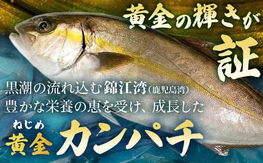 【ねじめ黄金カンパチ】１尾