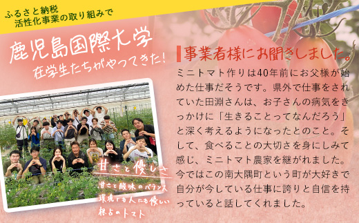 [数量限定]ミニトマト２種食べ比べセット(350g×２種) GP-3｜ミニトマト 野菜 やさい 食品 人気 おすすめ 美味しい 産地直送 小鈴 シュガープラム 食べ比べ セット