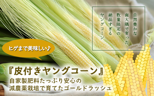 【数量限定】 【2027年5月先行予約】ヒゲまで美味しい！「皮つき ヤングコーン 約30本」 FR-520 ｜2027年 先行予約 限定 レシピ付き ゴールドラッシュ ベビーコーン 朝採れ グリル 天ぷら 味覚 新鮮 産地直送 皮付き 野菜 旬 本土最南端 鹿児島県 南大隅町 株式会社フォレスト