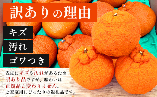 【数量限定】【今が旬！訳あり！】大将季　約3㎏（10玉～12玉） MS-2｜数量限定 柑橘 みかん ミカン 蜜柑 果物 生果 旬 フルーツ くだもの 国産 産地直送 家庭用 佐多岬