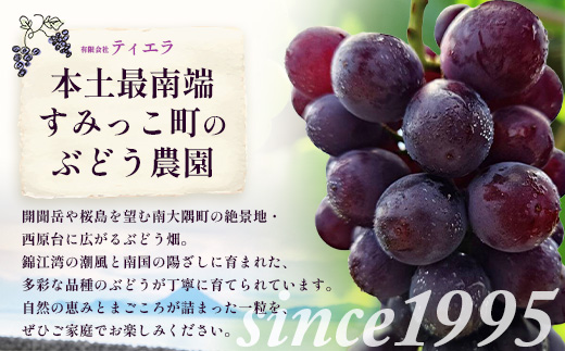 【期間限定・数量限定】本土最南端のぶどう 高墨 約2kg(4～6房）種無し TE-2｜ 黒ぶどう たかすみ 産地直送 旬 ブドウ 葡萄 ぶどう フルーツ 果物 くだもの 果実 巨峰 枝変わり 鹿児島県 南大隅町 有限会社ティエラ　