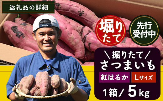 先行予約【2025年9月下旬より順次発送】掘り立て 紅はるか 5kg ( 1箱 ) Lサイズ さつまいも 鹿児島県産（AX7532）