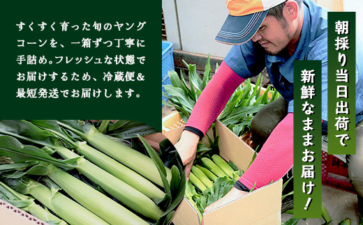 【数量限定】 【2027年5月先行予約】ヒゲまで美味しい！「皮つき ヤングコーン 約30本」 FR-520 ｜2027年 先行予約 限定 レシピ付き ゴールドラッシュ ベビーコーン 朝採れ グリル 天ぷら 味覚 新鮮 産地直送 皮付き 野菜 旬 本土最南端 鹿児島県 南大隅町 株式会社フォレスト