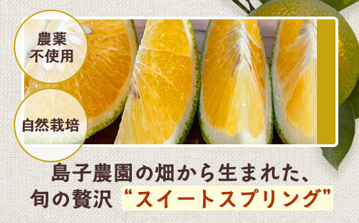 【先行予約】【数量限定】鹿児島県南大隅町産 スイートスプリング 約10kg【2025年12月中旬以降順次発送】 SK-11 | 柑橘 フルーツ 国産 果物 みかん 期間限定 数量限定 産地直送 もぎたて 新鮮 果汁 たっぷりミカン スイートスプリング 10kg 南大隅町 鹿児島県 島子農園